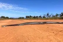 تصویر استثنایی مار پیتون ۳ متری در دل طبیعت