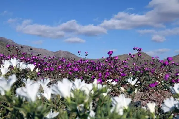 ببینید؛ صحرای آتاکاما با فرشی از گل شکوفا شد