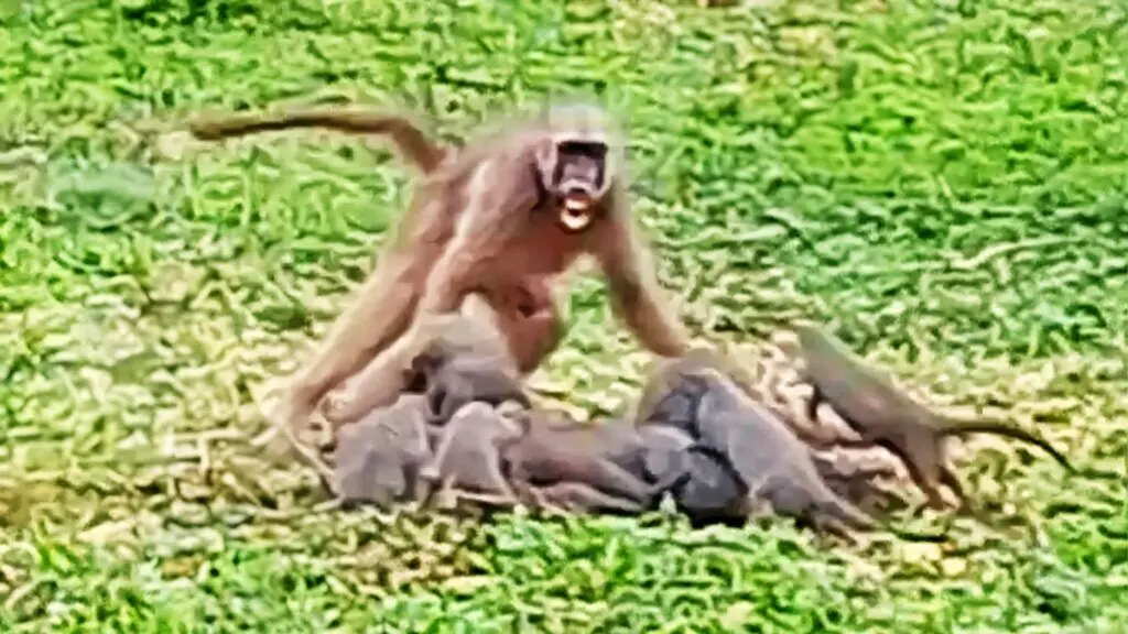 نبرد دیوانه‌وار بابون با خانواده خدنگ
