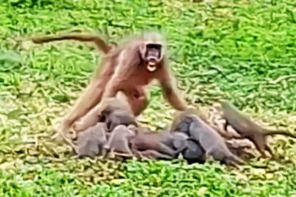 نبرد دیوانه‌وار بابون با خانواده خدنگ