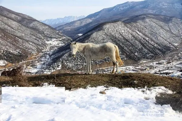 تصاویر؛ طبیعت برفی دریاچه شورمست سوادکوه
