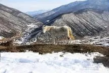 تصاویر؛ طبیعت برفی دریاچه شورمست سوادکوه
