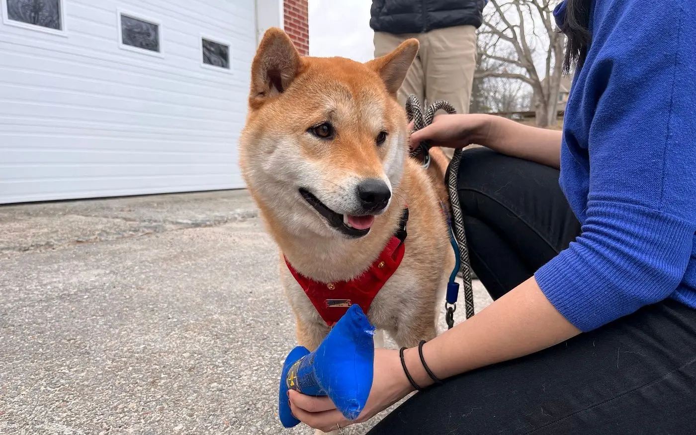 نجات یک سگ گرفتار در تورهای ضدپهپاد