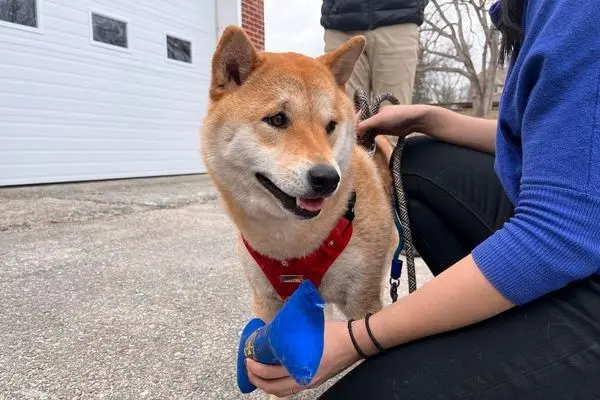 نجات یک سگ گرفتار در تورهای ضدپهپاد