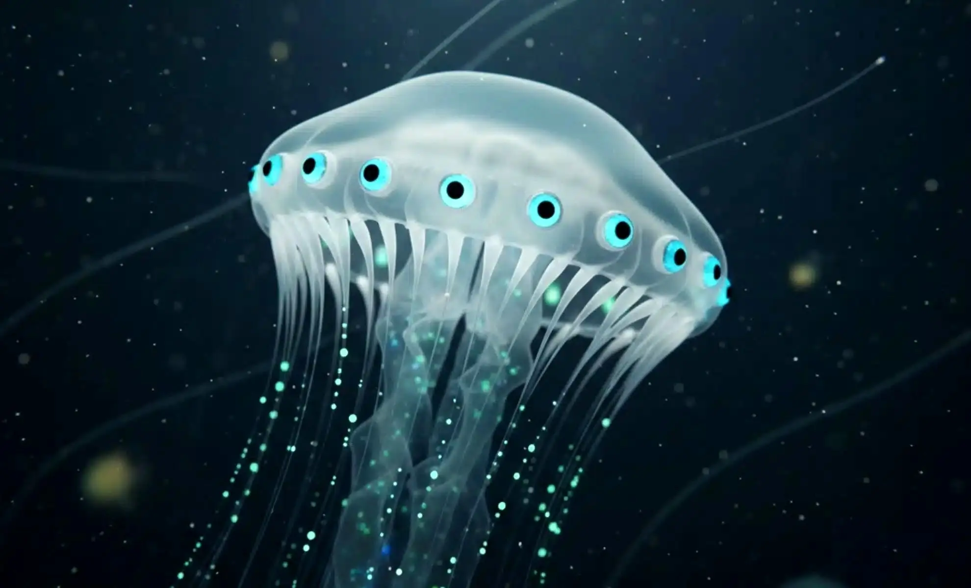 کشف یک ژله‌ماهی عجیب با 24 چشم!