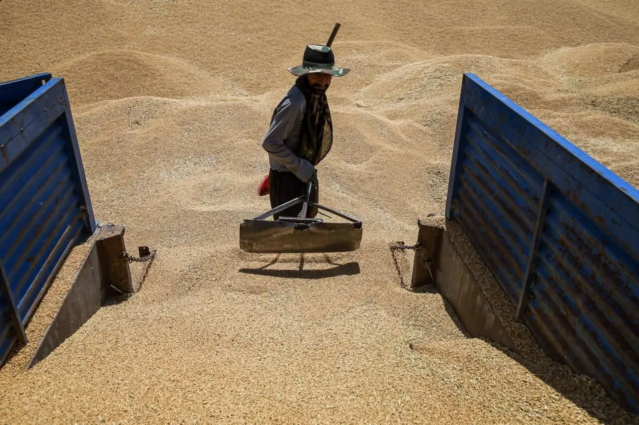 تصاویر؛ برداشت گندم در کردستان