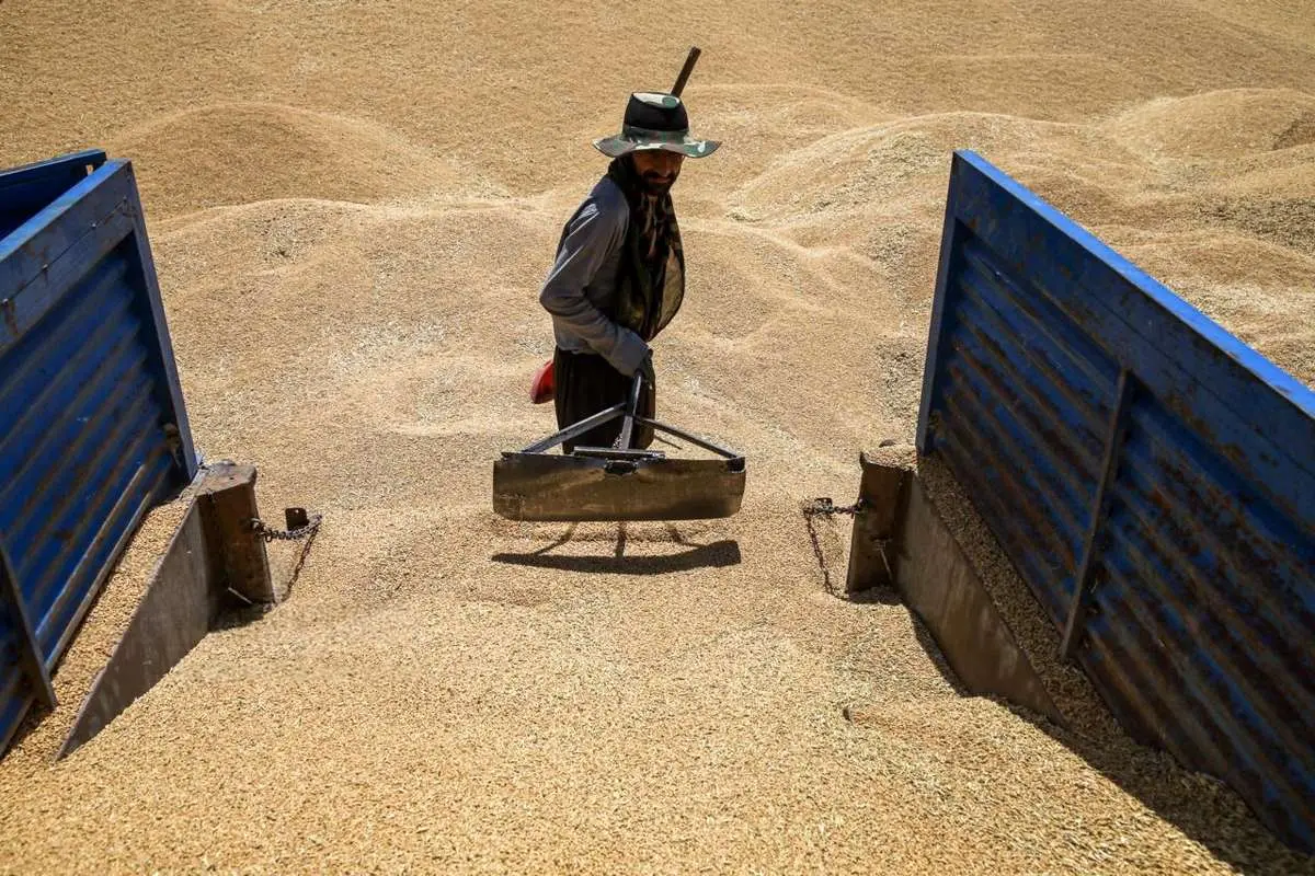 تصاویر؛ برداشت گندم در کردستان