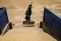 تصاویر؛ برداشت گندم در کردستان