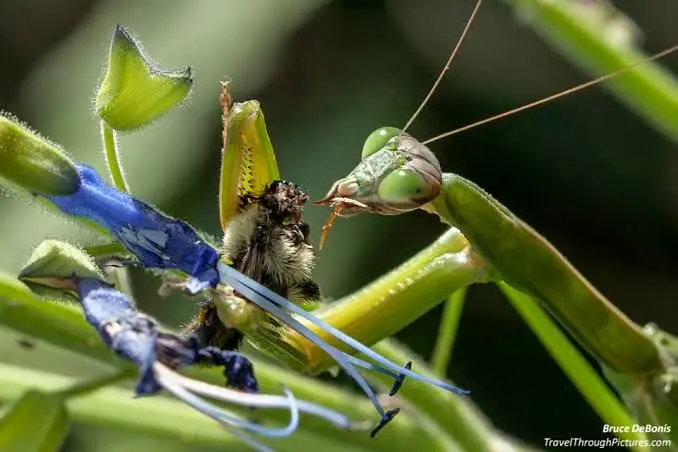 ببینید؛ ضیافت زنبوری آخوندک!