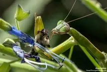 ببینید؛ ضیافت زنبوری آخوندک!