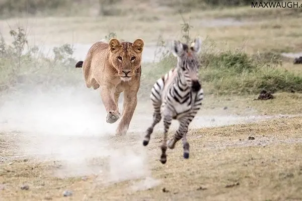 ببینید؛ گورخر خسته، طعمه‌ای آسان برای شیرها