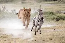 ببینید؛ گورخر خسته، طعمه‌ای آسان برای شیرها