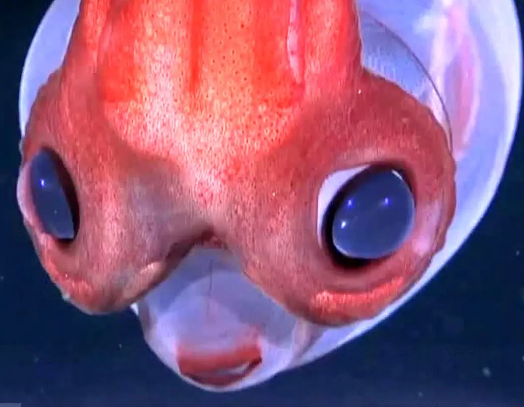 تصاویر شگفت‌انگیز از ماهی مرکب شیشه‌ای در عمق ۱۷۲۹ متری اقیانوس