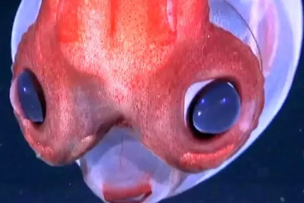 تصاویر شگفت‌انگیز از ماهی مرکب شیشه‌ای در عمق ۱۷۲۹ متری اقیانوس