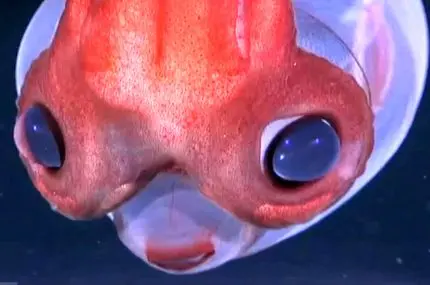 تصاویر شگفت‌انگیز از ماهی مرکب شیشه‌ای در عمق ۱۷۲۹ متری اقیانوس