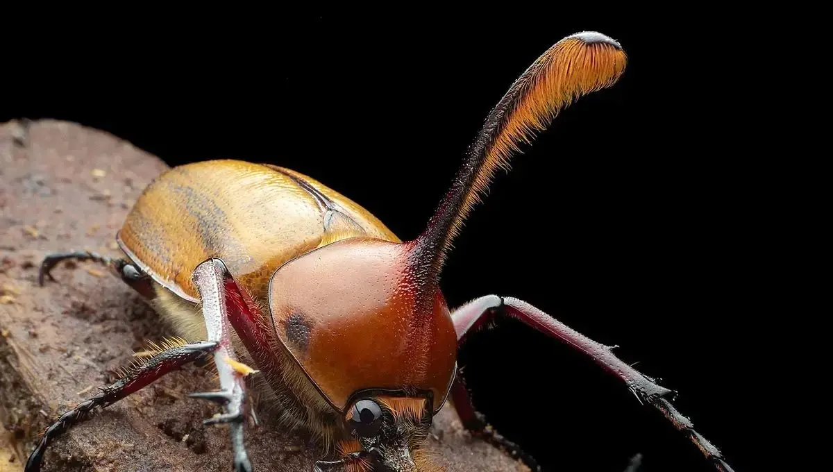 شاخ‌های مرگبار سوسک نر، سلاحی برای عشق و رقابت