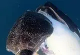 لحظه کم‌نظیر شکار لاک‌پشت دریایی توسط نهنگ‌ قاتل