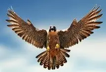 ببینید؛ وقتی شاهین یک پهپاد را طعمه دید
