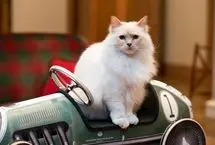 ببینید؛ هتل پنج‌ستاره برای گربه‌ها