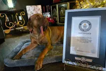 ثبت رکورد جهانی برای بلندترین زبان یک سگ