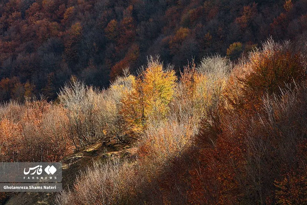 عکس صفحه گوشی پاییز