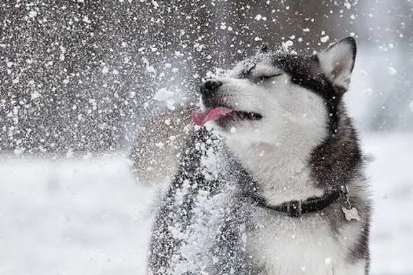 شنای سگ‌‌ها در برف عمیق