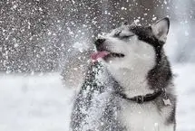 شنای سگ‌‌ها در برف عمیق