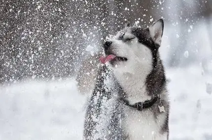 شنای سگ‌‌ها در برف عمیق