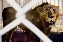 نجات شیر از چاه ۹ متری در هند