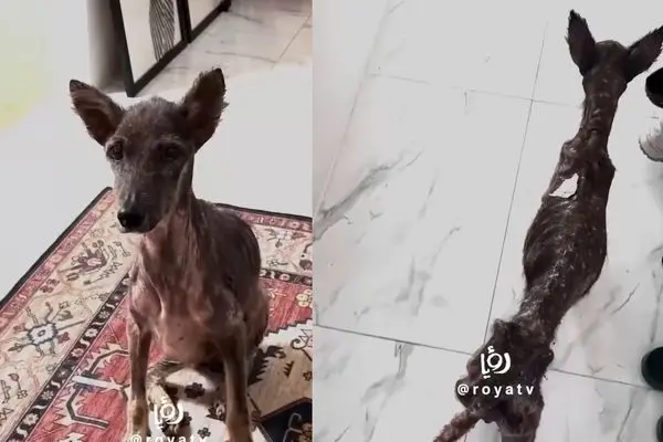 ببینید؛ نجات باورنکردنی سگ بی‌خانمان پس از ۹ ماه مراقبت