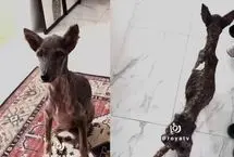 ببینید؛ نجات باورنکردنی سگ بی‌خانمان پس از ۹ ماه مراقبت