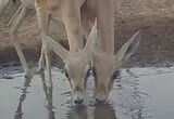 آب خوردن غزال‌ها؛ شانه به شانه، لب به لب