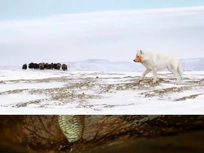 تصاویر حیات وحش ۲۰۲۵