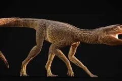 کشف تمساح ۲۱۵ میلیون ساله