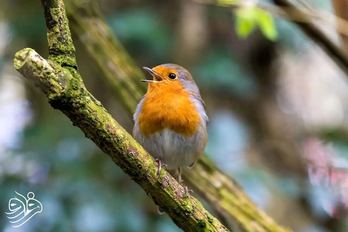 چرا پرندگان صبح‌ها دیوانه وار آواز می خوانند؟