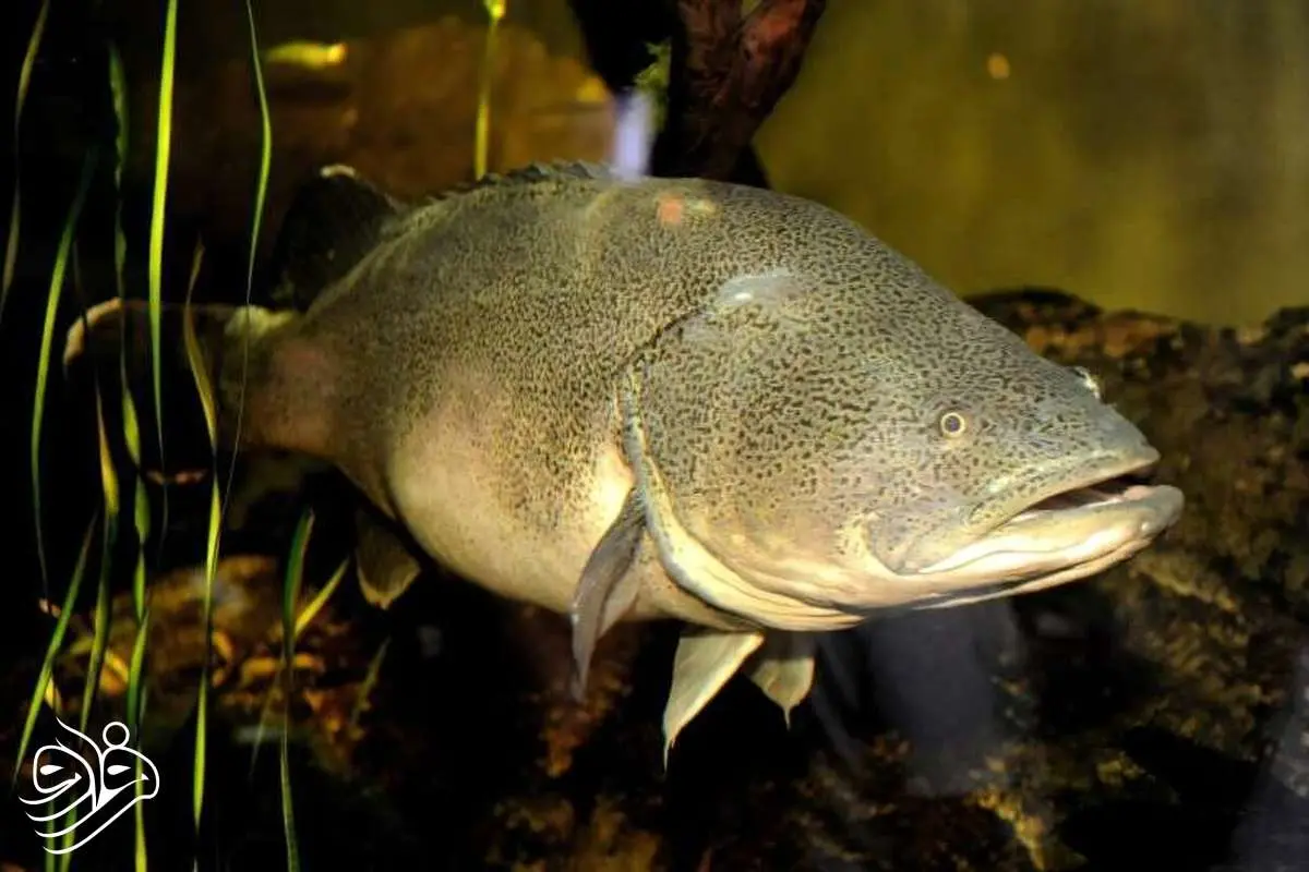 ثبت رکوردی باورنکردنی؛ ماهی کوچکی که ۸۶۰ کیلومتر شنا کرد!