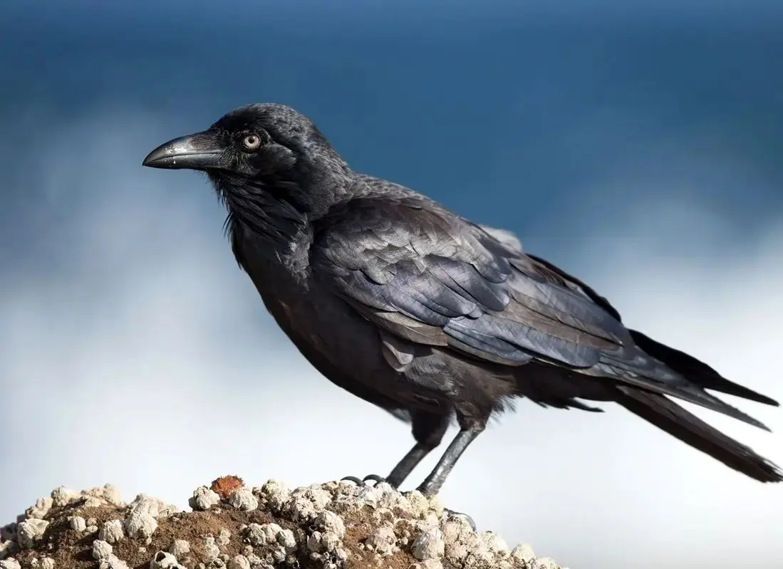 پرنده‌ای که می‌تواند برای آینده برنامه‌ریزی کند!
