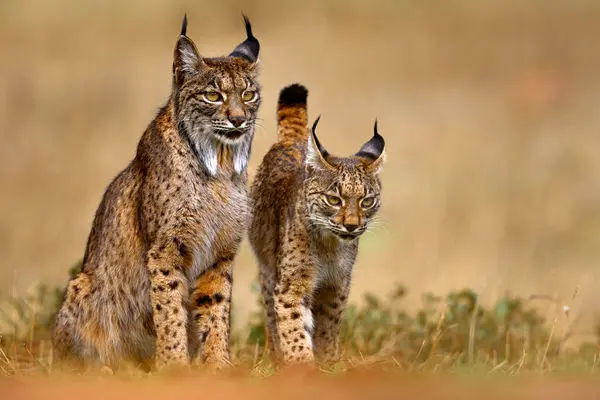 نبرد نادر دو سیاه‌گوش ایبری در اسپانیا