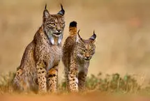 نبرد نادر دو سیاه‌گوش ایبری در اسپانیا