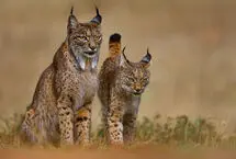 نبرد نادر دو سیاه‌گوش ایبری در اسپانیا