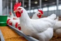  ابتکار جالب برای افزایش تولید تخم‌مرغ با پاپ‌کورن!