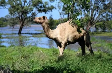 واژگونی کامیون حامل شتر در سیل