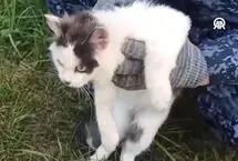  گربه حامل مواد مخدر دستگیر شد