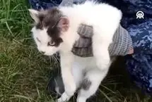  گربه حامل مواد مخدر دستگیر شد
