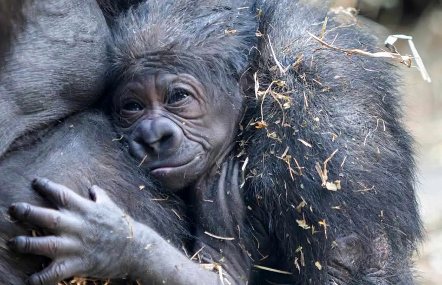 تولد یک گوریل در معرض انقراض در باغ‌وحش ناکسویل
