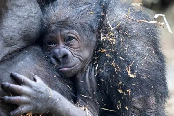 تولد یک گوریل در معرض انقراض در باغ‌وحش ناکسویل
