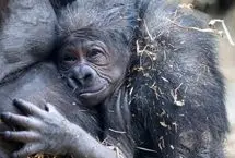 تولد یک گوریل در معرض انقراض در باغ‌وحش ناکسویل
