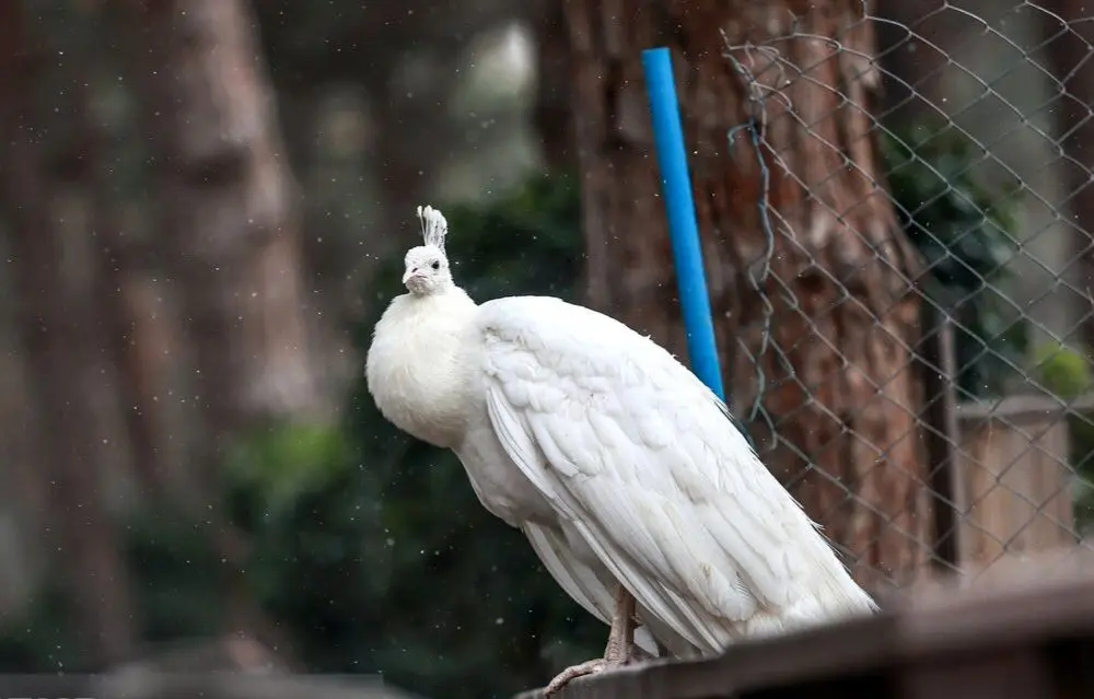 تصاویر؛ باغ پرندگان تهران 