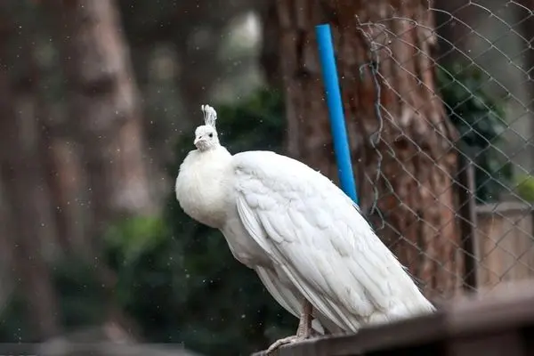 تصاویر؛ باغ پرندگان تهران 