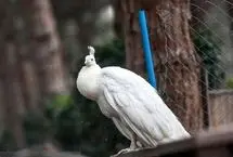 تصاویر؛ باغ پرندگان تهران 